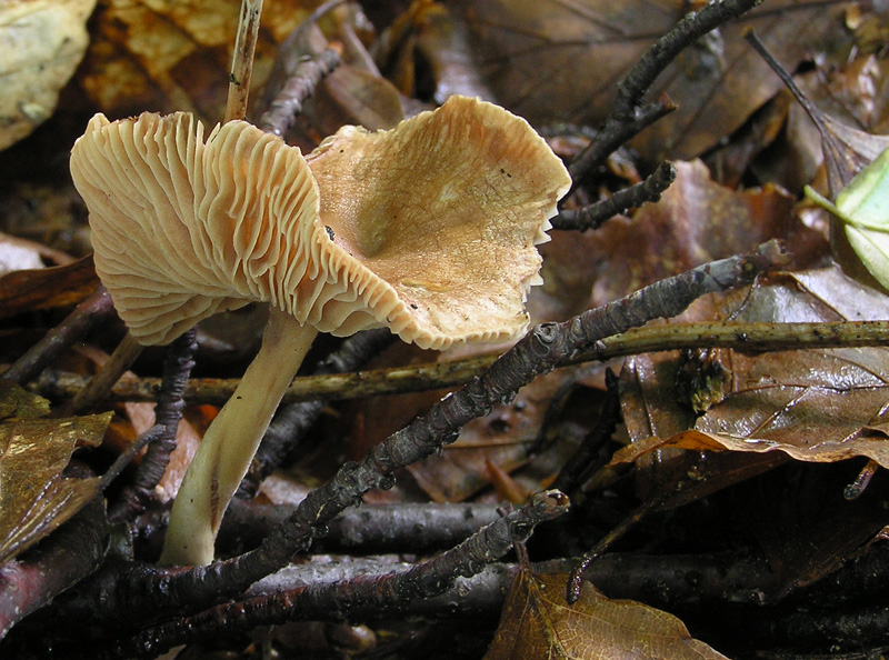 Gymnopus peronatus